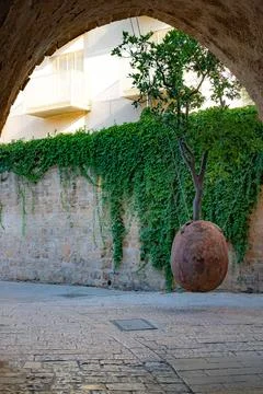 A floating orange tree in the old city of Jaffa. Stock Photos