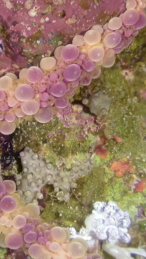 Floating orbs of life, a dive into the Red Sea reef Stock Footage 316998115