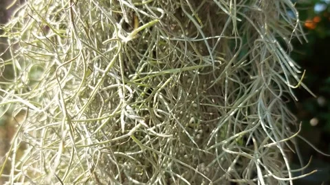 Floating ornamental plants Stock-Footage 260149539