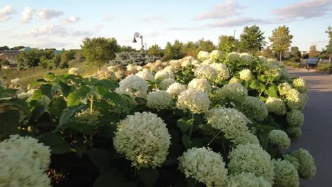 Floating over a bed of white peonies Stock Footage 247331105