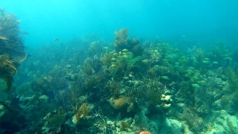Floating over a lively soft coral reef with a lot of fish Stock Footage 127167919