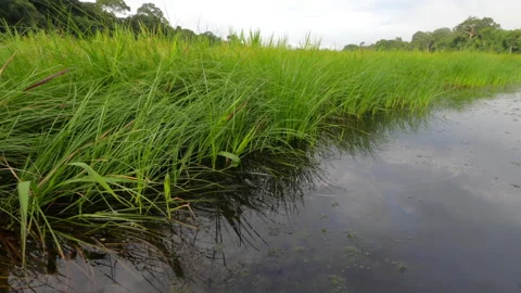 Floating over Marshy Grass on Edge of Oxbow Lake, Peru Stock Footage 130883472