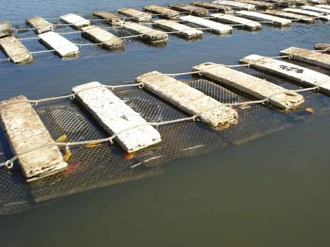 Floating oyster farm structures Stock Photos