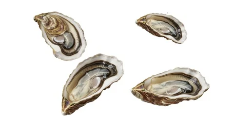 Floating oysters isolated on white Stock Footage 339340725
