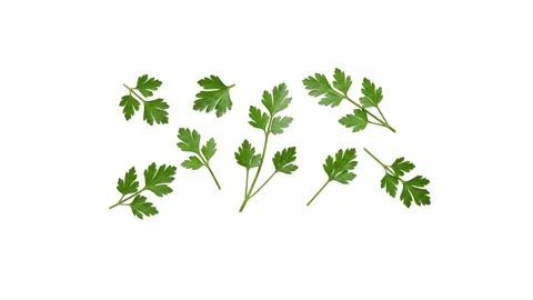 Floating parsley leaves isolated on white Stock Footage 339340728