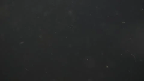 Floating particles and organic bits drift underwater, captured in slow moti.. Video stock 293053568