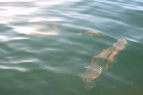 Floating Particles in Green Water Surface Foto stock