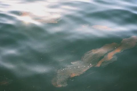 Floating Particles in Green Water Surface Foto stock