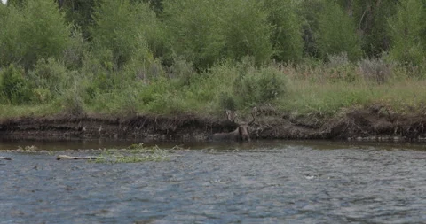 Floating Past a Moose in the Green River Outside Pinedale, Wyoming Stock Footage 329066908
