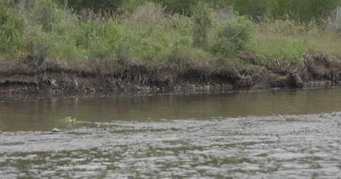 Floating Past a Moose Shaking Its Ears in the Green River Wyoming Stock Footage 329065977