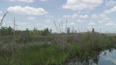 Floating peat islands Stock Footage 131886671