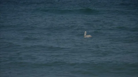 Floating pelican Stock-Footage 986797