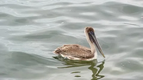 Floating pelican Stock Footage 20550946