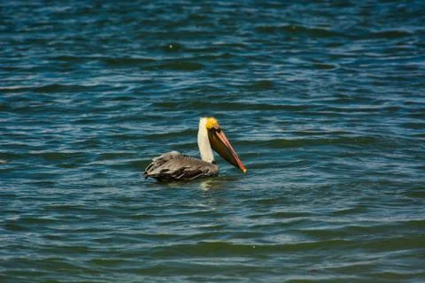 A floating pelican Stock Photos