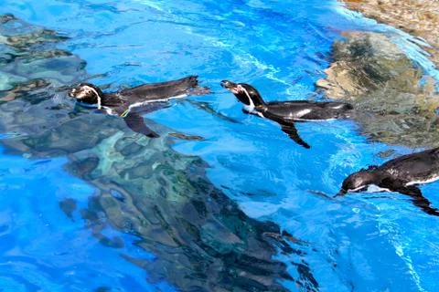 Floating penguins Stock Photos