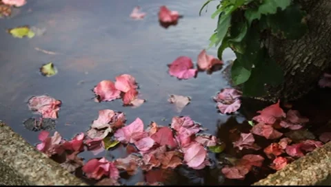 Floating Petals Video stock 8555072