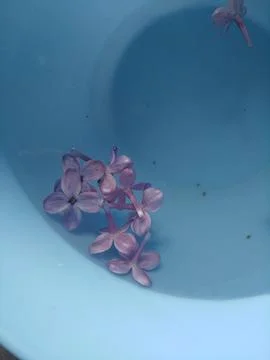 Floating petals. Stock Photos