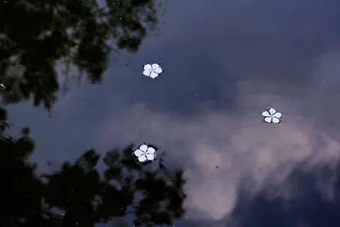 Floating Petals Under Clouded Reflections 库存照片