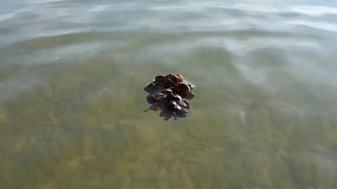 Floating pine cone on lake surface Stock Footage 111458165