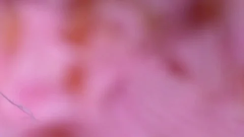 Floating pink feathers and fluff Stock Footage 80928328