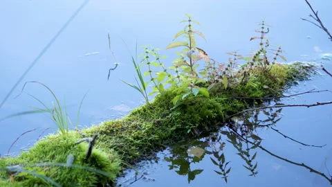 The floating plant on the lake in the forest Stock Footage 140949891