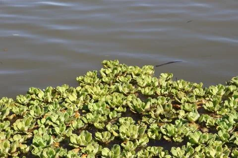 Floating plant Stock Photos