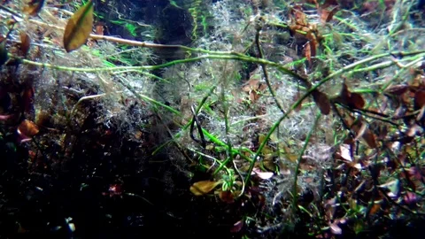 Floating Plants In Florida Spring (Underwater View) Stock Footage 90105146