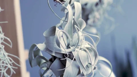 Floating Plants Vidéo 124993720