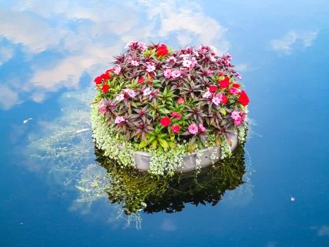 Floating Plants Stock Photos