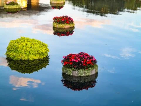 Floating Plants Stock Photos