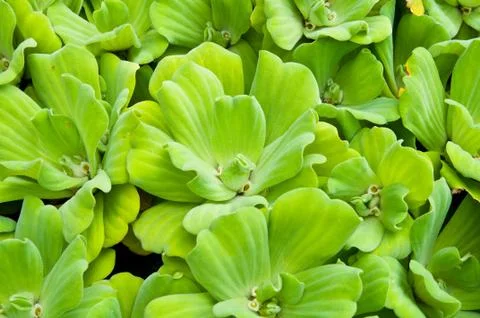 Floating plants in a pond Foto stock