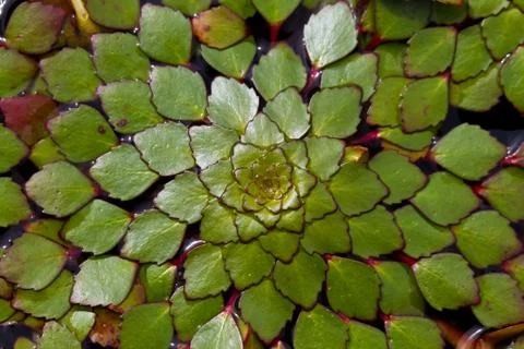Floating plants in a pond Stock Photos