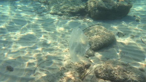 Floating plastic and pollution in a body of sea. 動画素材 295669750