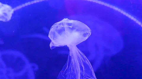 Floating plastic bag under the water, environment problems abstract concept Stock Footage 229386422