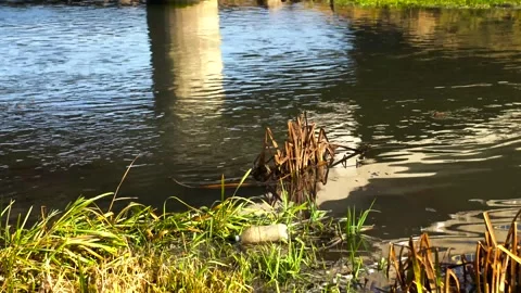 Floating plastic bottle in the small river Stock Footage 321606052