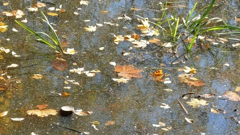 Floating Plastic bottles in a polluted pond water Stock-Footage 96730081