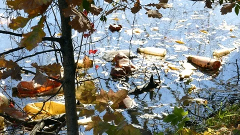 Floating Plastic bottles in a polluted pond water Stock-Footage 96731812