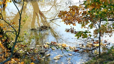 Floating Plastic bottles in a polluted pond water Stock-Footage 96732405