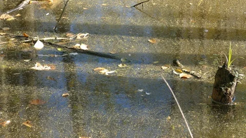 Floating Plastic bottles in a polluted pond water Stock-Footage 96732618