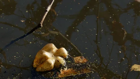 Floating Plastic bottles in a polluted pond water Stock-Footage 98295102