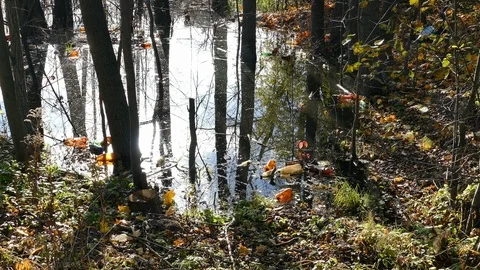 Floating Plastic bottles in a polluted pond water Stock-Footage 98295942