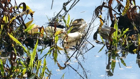 Floating Plastic bottles in a polluted pond water Stock-Footage 98296254