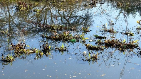 Floating Plastic bottles in a polluted pond water Stock-Footage 98333435