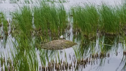 Floating Plastic Water Bottle Between Tall Grasses on Ros River in Ukraine Stock Footage 326271287