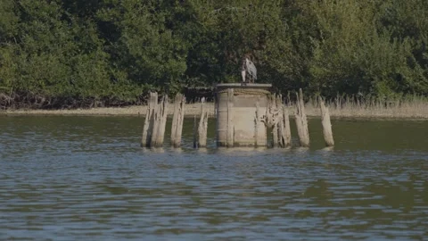On a floating platform at the centre of Chard Reservoir, a grey heron stands Stock-Footage 346503555
