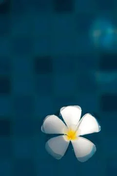 Floating plumeria Foto stock