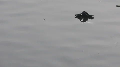 Floating pollution in the river which is dirty with waste Stock Footage 126769588