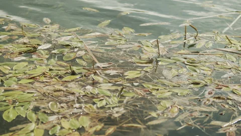 Floating pondweed and frog on surface of pond 4K slow motion video Stock Footage 161862797