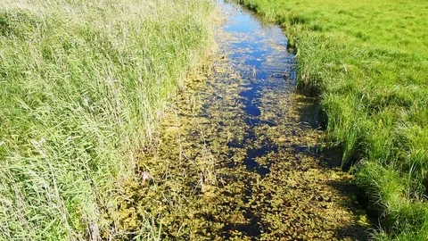 Floating pondweed in river Stock Footage 95276827