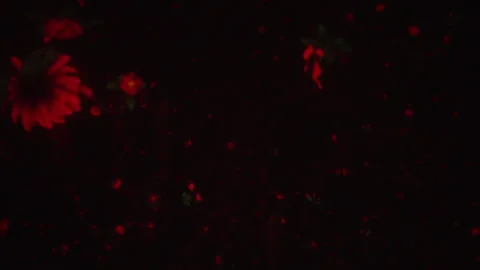 Floating psychedelic flowers abstract art background teamLab Planets in Tokyo Vídeo Stock 242411504